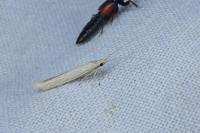 Coleophora