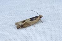 Crocidosema plebejana
