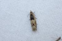 Crocidosema plebejana