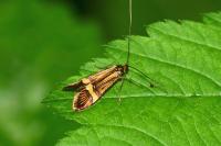 Nemophora degeerella