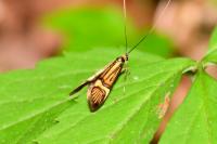 Nemophora degeerella