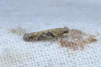 Scrobipalpa