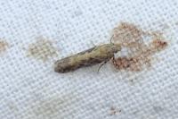 Scrobipalpa