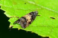 Endothenia nigricostana