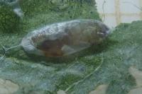Phyllonorycter schreberella