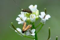 Cauchas rufimitrella