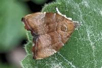 Choreutis nemorana