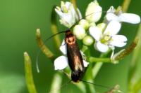 Cauchas rufimitrella