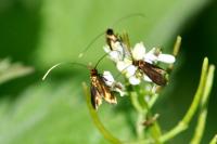 Cauchas rufimitrella