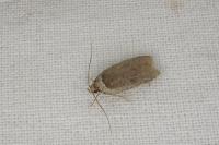 Agonopterix