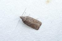 Agonopterix rutana
