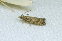 Acroclita subsequana