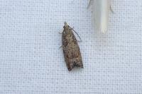 Acroclita subsequana