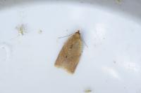 Clepsis consimilana