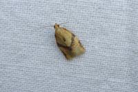 Clepsis consimilana
