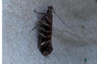 Aristotelia decurtella