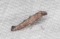 Ochromolopis staintonellus