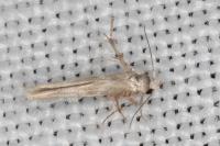 Palumbina guerinii