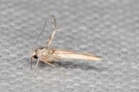 Palumbina guerinii