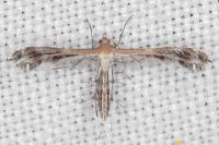Stangeia siceliota