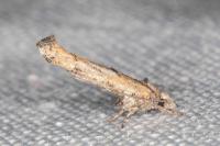 Zelleria oleastrella