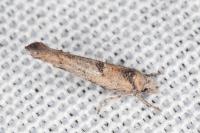 Zelleria oleastrella