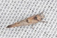Zelleria oleastrella