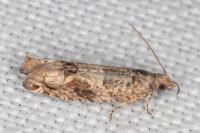 Crocidosema plebejana