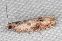 Crocidosema plebejana
