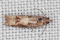 Crocidosema plebejana