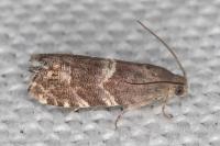 Cydia coniferana