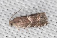 Cydia coniferana