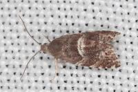 Cydia coniferana