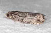 Cydia fagiglandana/splendana