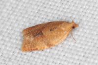 Clepsis consimilana