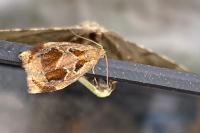 Archips crataegana
