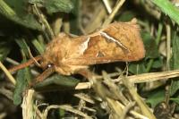 Triodia sylvina