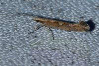 Plutella xylostella