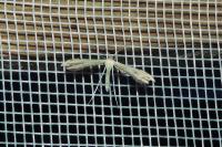 Adaina microdactyla