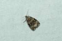 Celypha lacunana