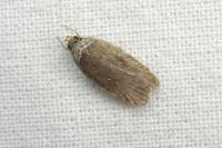 Agonopterix