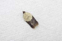 Acleris variegana