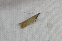 Dichomeris acuminata