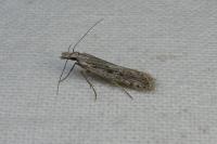 Dichomeris helianthemi