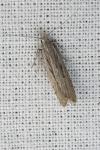 Dichomeris helianthemi