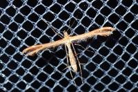 Oxyptilus