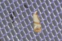 Phalonidia contractana
