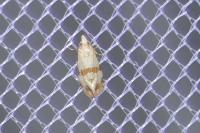 Phalonidia contractana