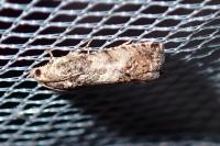 Cydia fagiglandana/splendana
