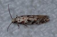 Nemapogon